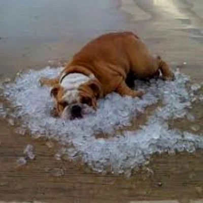 Лечение теплового удара у собак