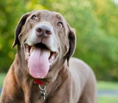 Почему больную раком собаку нельзя кормить как обычно