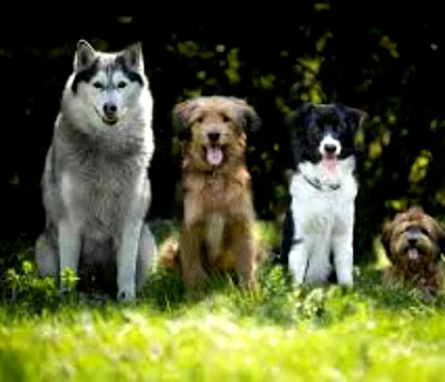 Наиболее распространенные породы собак средних размеров