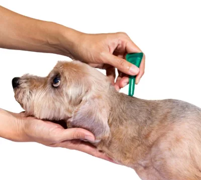 Избавиться от блох у собак можно при помощи специальных капель с инсектицидным действием