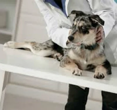 Виды стерилизации собак