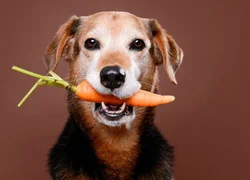 Существует ли вегетарианская диета для собаки