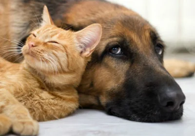 К сожалению, прививок собаке от токсоплазмоза не разработано, в отличие от кошек