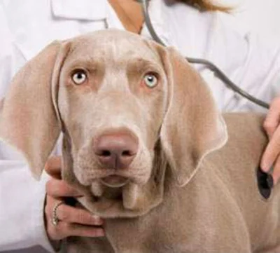 Симптомы и диагностика в ветеринарной клинике