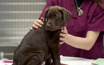 В каких случаях собаку не рекомендуется вакцинировать