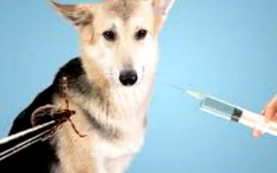 Вакцина от пироплазмоза у собак