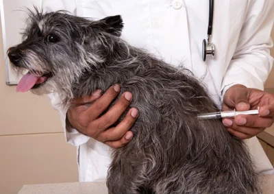 График вакцинаций собак против бешенства