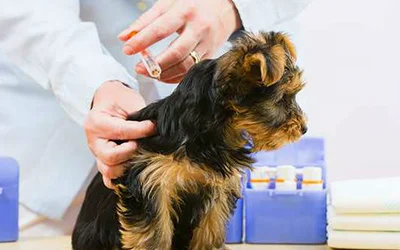 Вакцинация собак против бешенства