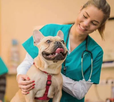 Важность вакцинации собак от бешенства