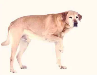 У крупных собак часто возникает дисплазия