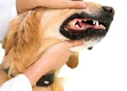 Воспаление десен у собак