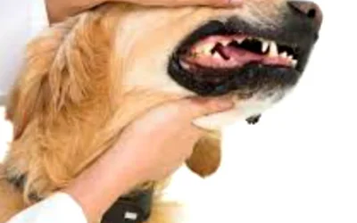 Воспаление десен у собак