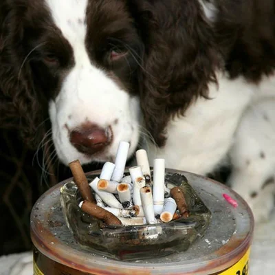 Чем вреден табачный дым для собаки