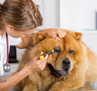 Диагностика и лечение в ветеринарной клинике