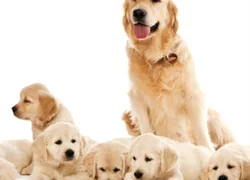 Выделения у собаки после родов сколько длятся