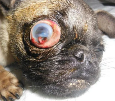Лечение выпадения глазного яблока у собаки