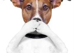 Запах ацетона изо рта у собаки