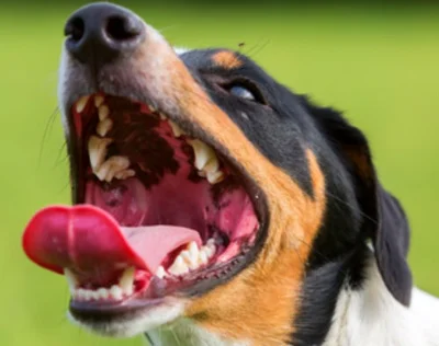 Как устранить запах ацетона изо рта у собаки