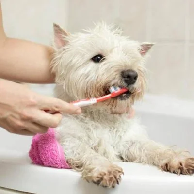 Зачем собаке чистить зубы