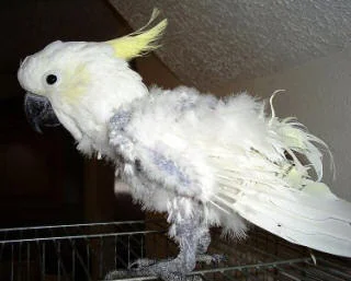 Попугай зараженный пухопероедом