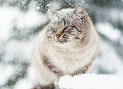 Забота о кошках зимой