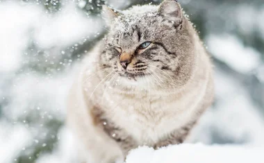 Забота о кошках зимой