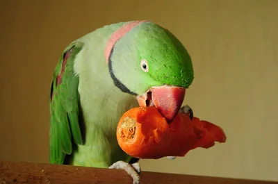 А чем можно кормить волнистых попугаев еще в домашних условиях.