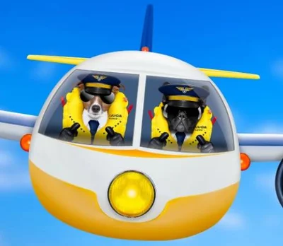Домашние животные в самолете