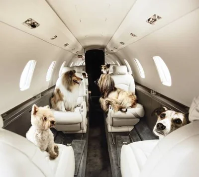 Перевозка домашних животных самолетом