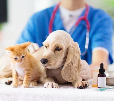 Нужна ли вакцинация домашних животных от Ковид 19