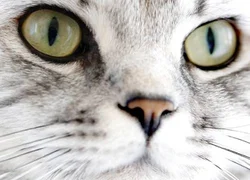 Сухой нос у кошки