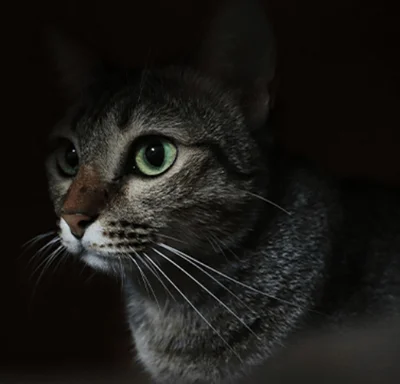 Как кошки ориентируются в темноте