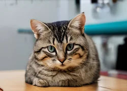 Опухоль у кошки