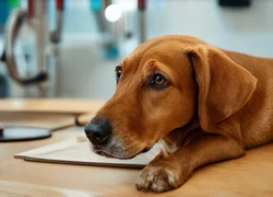 Дисбактериоз у собаки симптомы и лечение