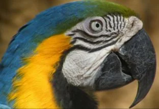 Если у попугая чернеет клюв, это может говорить о наличии паразитов